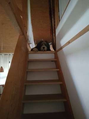 Zeigt mal die schönsten Bilder von euren Hunden !-Beitrag-Bild