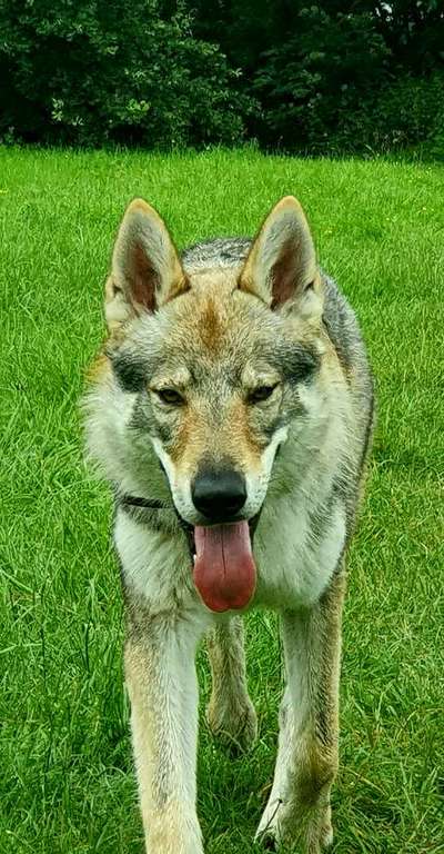 Seltene Rassen!-Beitrag-Bild