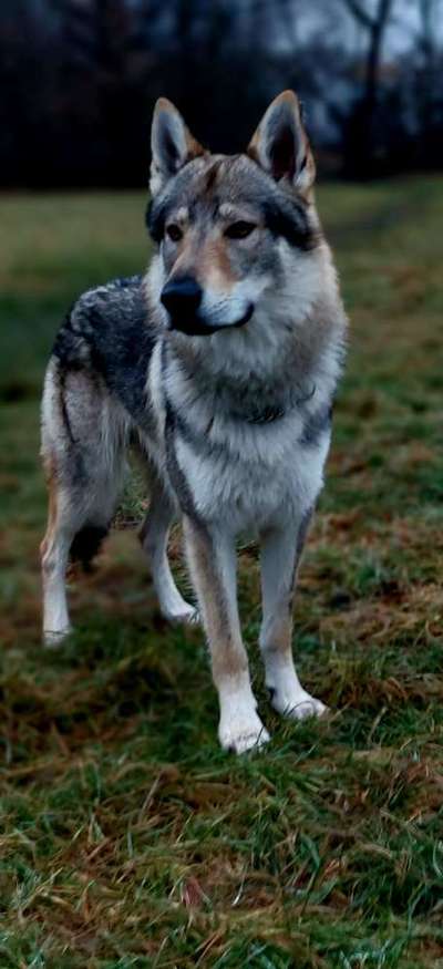 Wolfhunde Besitzer TWH oder SWH hier?-Beitrag-Bild