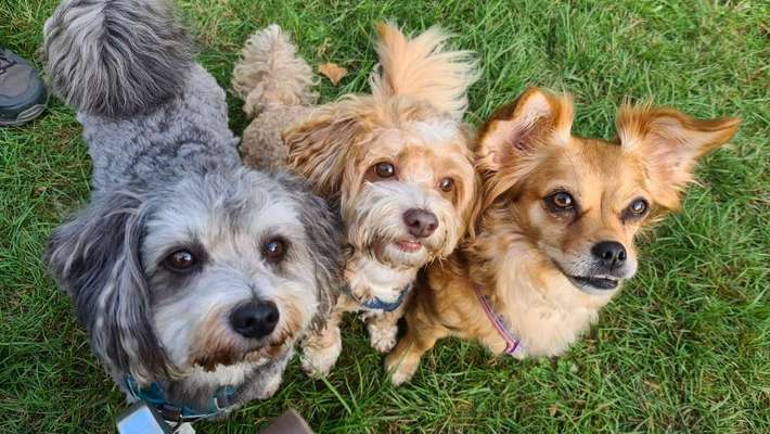 Bester Freund, Hundekumpel - zeigt her!-Beitrag-Bild