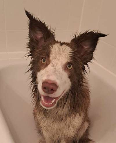 Handy Foto Challange Nr. 46  Happy Dog-Beitrag-Bild