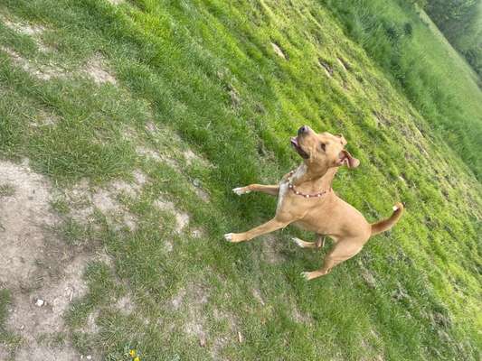 Mischlinge raten - Rätselspaß-Beitrag-Bild