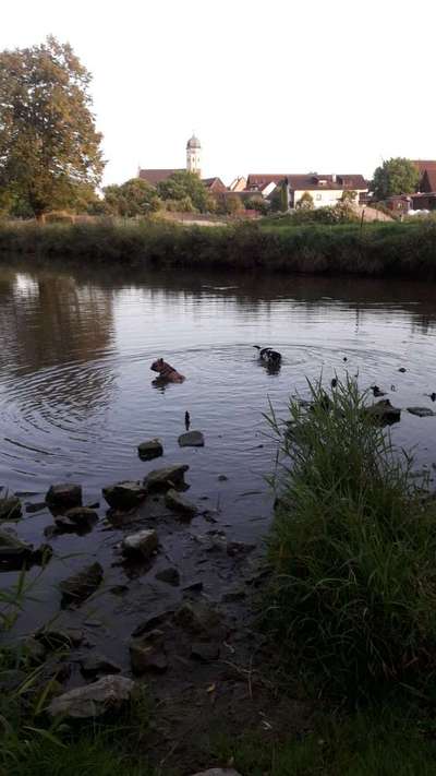 Dogorama-Monats-Challenge-Mai "Wasser"-Beitrag-Bild