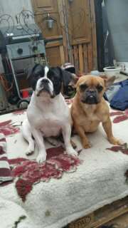 Französische Bulldoggen-Beitrag-Bild