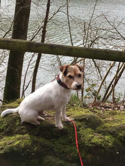 Dogorama-Monats-Challenge-Mai "Wasser"-Beitrag-Bild