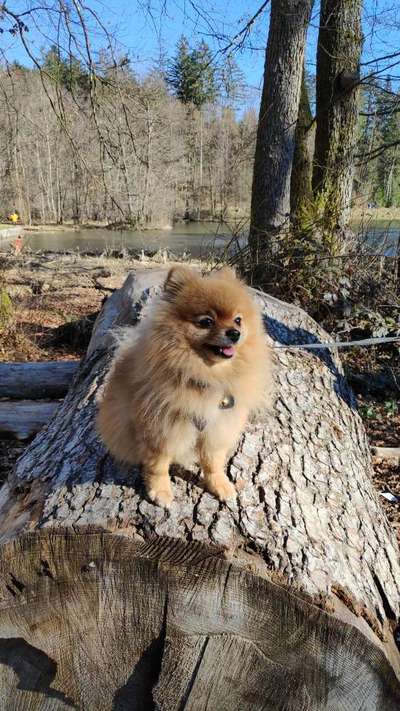 Die Dogorama Kalender Challenge Titelbild-Beitrag-Bild