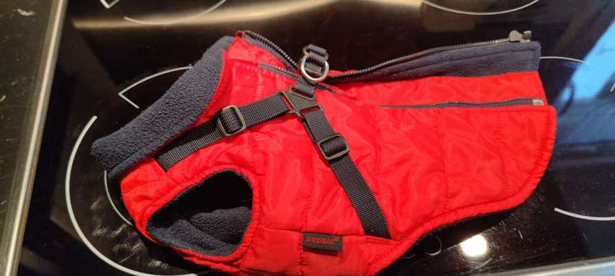 Hunde ohne Unterwolle-Beitrag-Bild