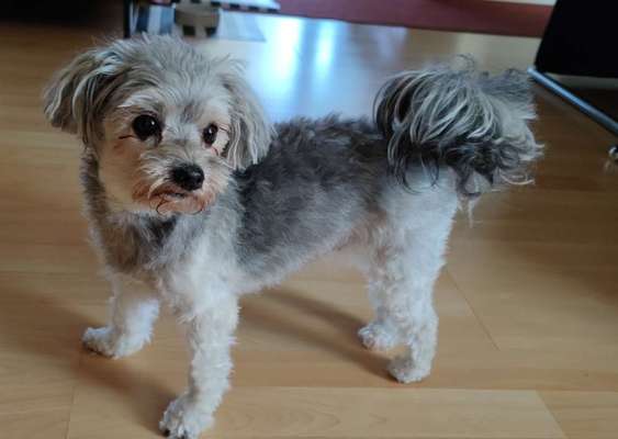 Die Dogorama Kalender Challenge Titelbild-Beitrag-Bild