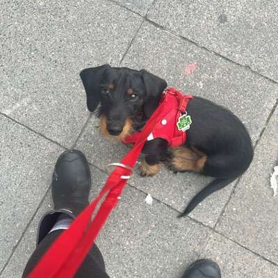 Hundetreffen-Gassi & Herumtoben-Bild