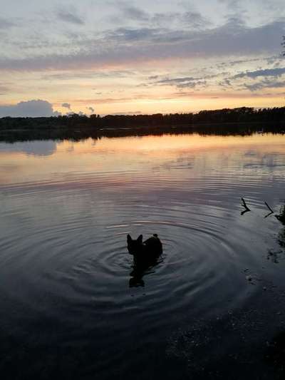 Die Dogorama Wochen Challenge-Beitrag-Bild