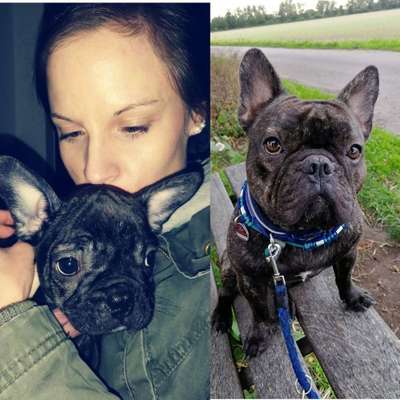 Welpen Bilder !-Beitrag-Bild