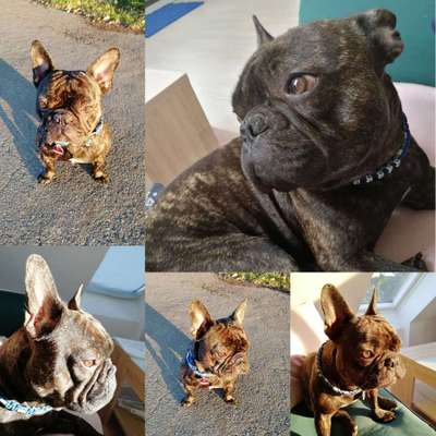 Foto's und Hundemodels-Beitrag-Bild