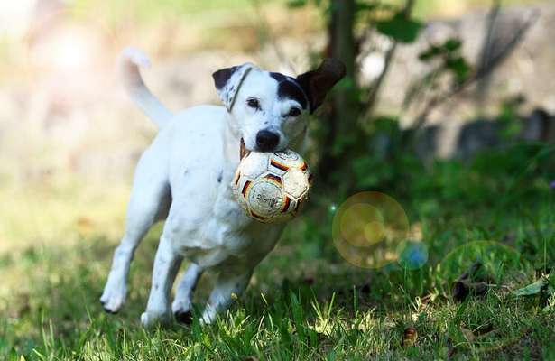 Hundetreffen-Fotografie-Bild