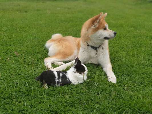 Akita's-Beitrag-Bild