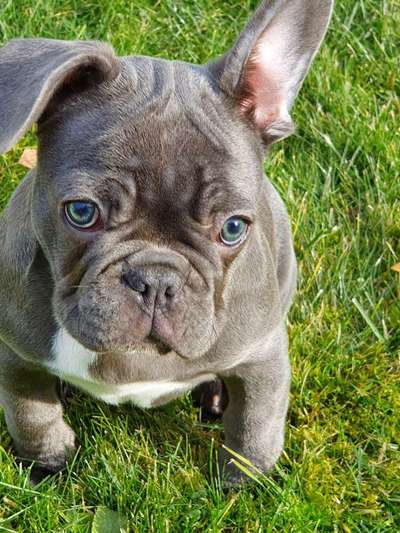 Das richtige Futter für Frenchies?-Beitrag-Bild