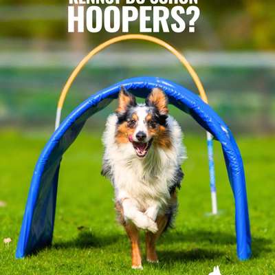 Hundetreffen-Hoopers-Bild