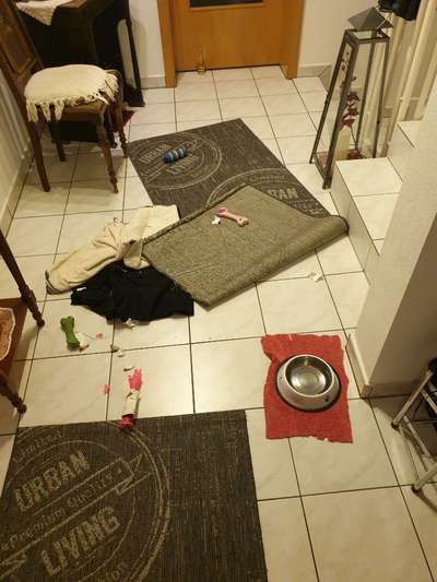 Zeig mir, dass du mit einem hund zusammenlebst....-Beitrag-Bild