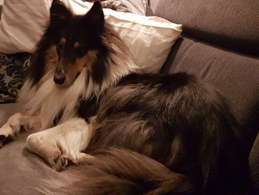 Langhaar Collies-Beitrag-Bild