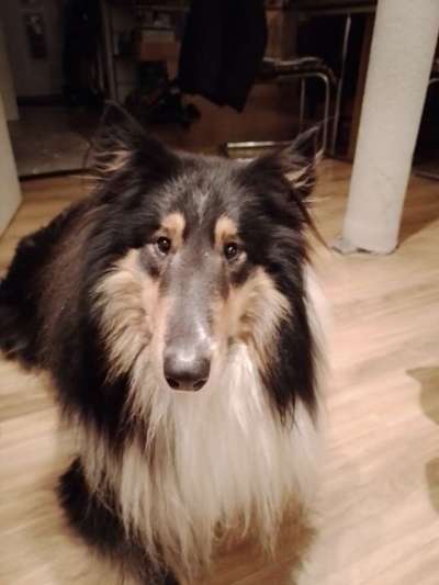 Collies gesucht-Beitrag-Bild