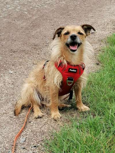 Hund aus dem Spanischen Tierschutz-Beitrag-Bild