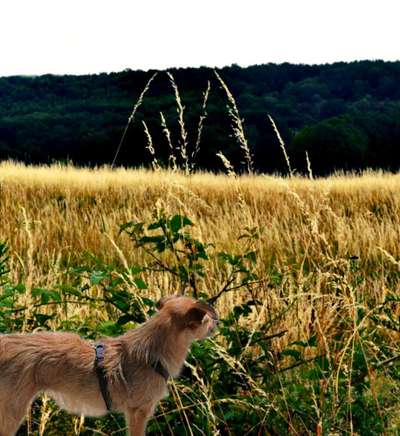 Comedyprogramm Hund:-Beitrag-Bild