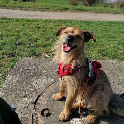 Mischlinge raten - Rätselspaß-Beitrag-Bild