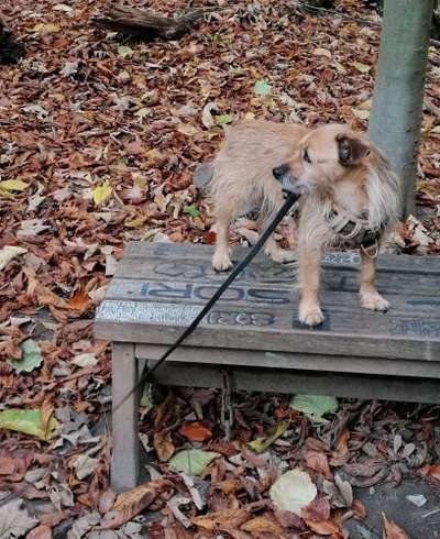 Dogorama Photo Challenge - Bänke-Beitrag-Bild