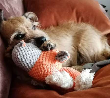 Lieblingsbild von euren Hunden?-Beitrag-Bild