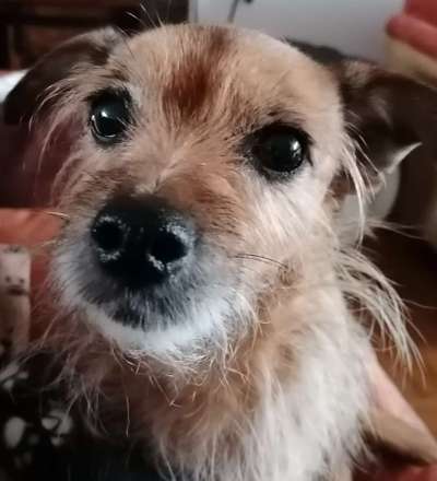 35.Collagen Challenge:„Bettelblick"-Beitrag-Bild