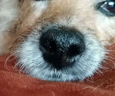 Dogorama Photo Challenge - Details Ganz nah-Beitrag-Bild