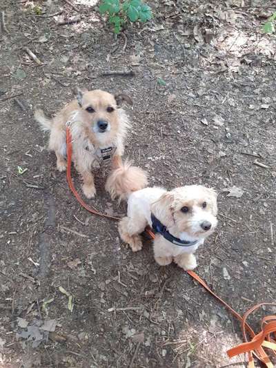 Die Dogorama Wochen Challenge "Friends will be Friends"-Beitrag-Bild