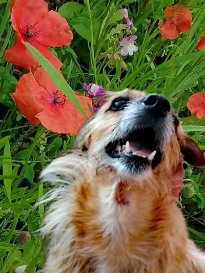 11. Farben Foto Challenge Rot-Beitrag-Bild