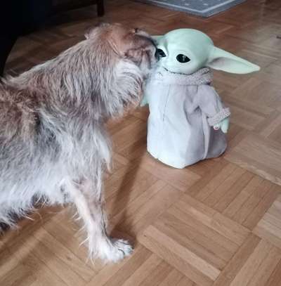 Dogorama Foto Challenge - Bestes gestelltes Bild-Beitrag-Bild