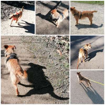 43. Collage Challenge - Schattenspiele-Beitrag-Bild