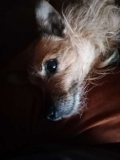 Dogorama Photo Challenge - Hundeblick zum hinschmelzen-Beitrag-Bild