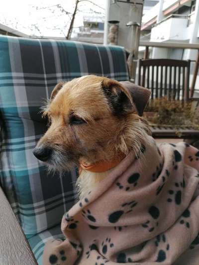 Hund aus dem Spanischen Tierschutz-Beitrag-Bild