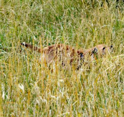 Dogorama Photo Challenge - Versteckspiel-Beitrag-Bild