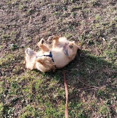 Die Dogorama Wochen Challenge-Beitrag-Bild