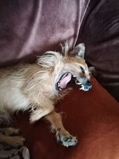 Dogorama Photo Challenge - Dein Hund beim Gähnen-Beitrag-Bild