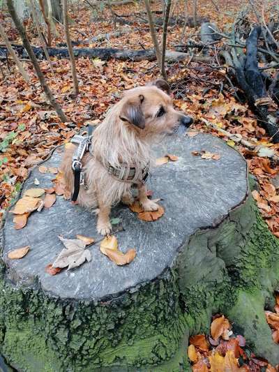 Fotochallenge Nr 55  -  Hund im November--Beitrag-Bild