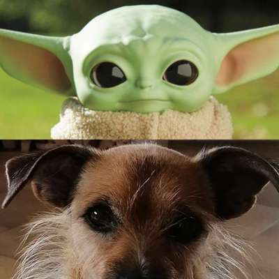 Dogorama Photo Challenge - TV Hund-Beitrag-Bild