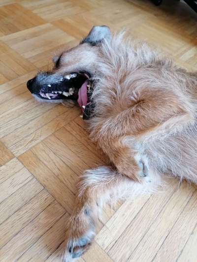 Die Dogorama-Wochen-Challenge "Die schönste Grimasse"-Beitrag-Bild