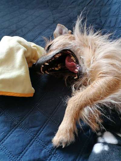 Dogorama Photo Challenge - lustigste Grimasse-Beitrag-Bild