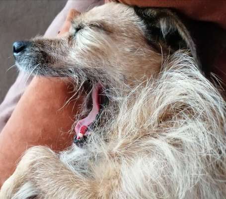 Dogorama Photo Challenge - Mäulchen auf-Beitrag-Bild