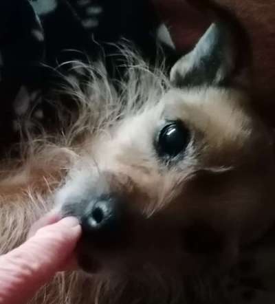 Dogorama Photo Challenge - Liebesbeweis-Beitrag-Bild