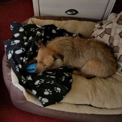 Zähne putzen-Beitrag-Bild