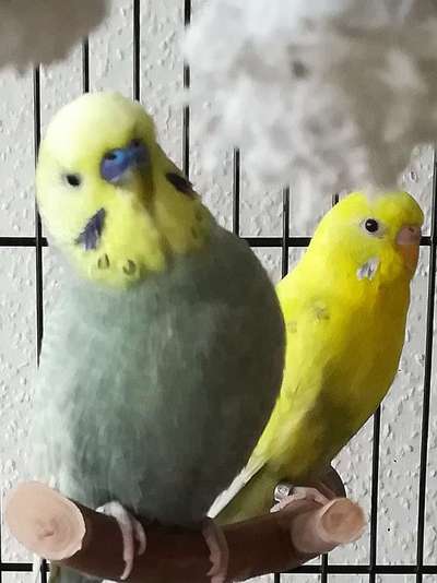 Andere Haustiere?-Beitrag-Bild