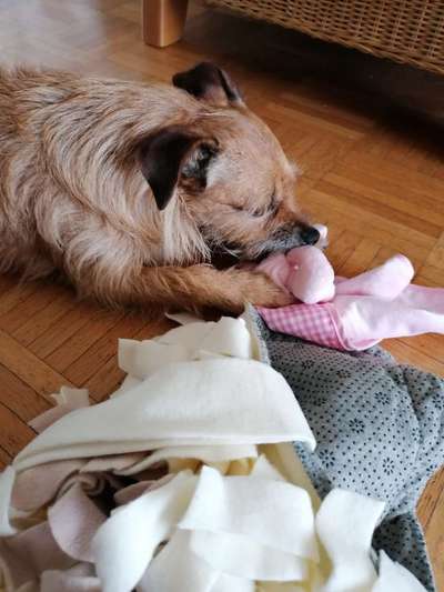 Die Dogorama Wochen Challenge-Beitrag-Bild