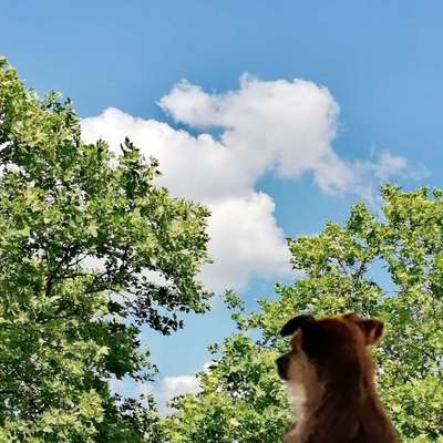 156. Fotochallenge *** DEIN HUND UND DIE WUNDERSCHÖNEN WOLKEN ***-Beitrag-Bild