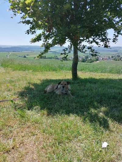 Die Dogorama Monats Challenge "Es grünt und blüht"-Beitrag-Bild